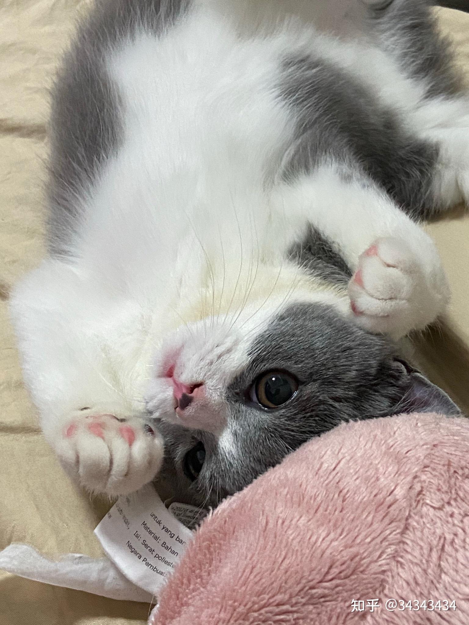 白手套的猫咪有多可爱