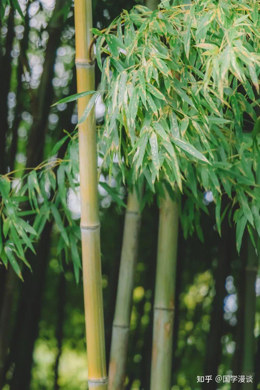诗词 | 君子当身如竹，心如竹 - 知乎