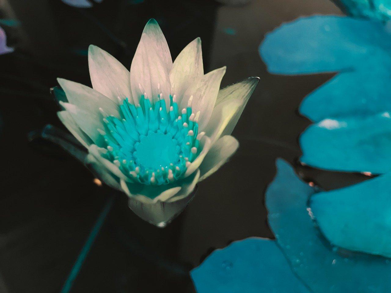 5. 菩提晾干方法