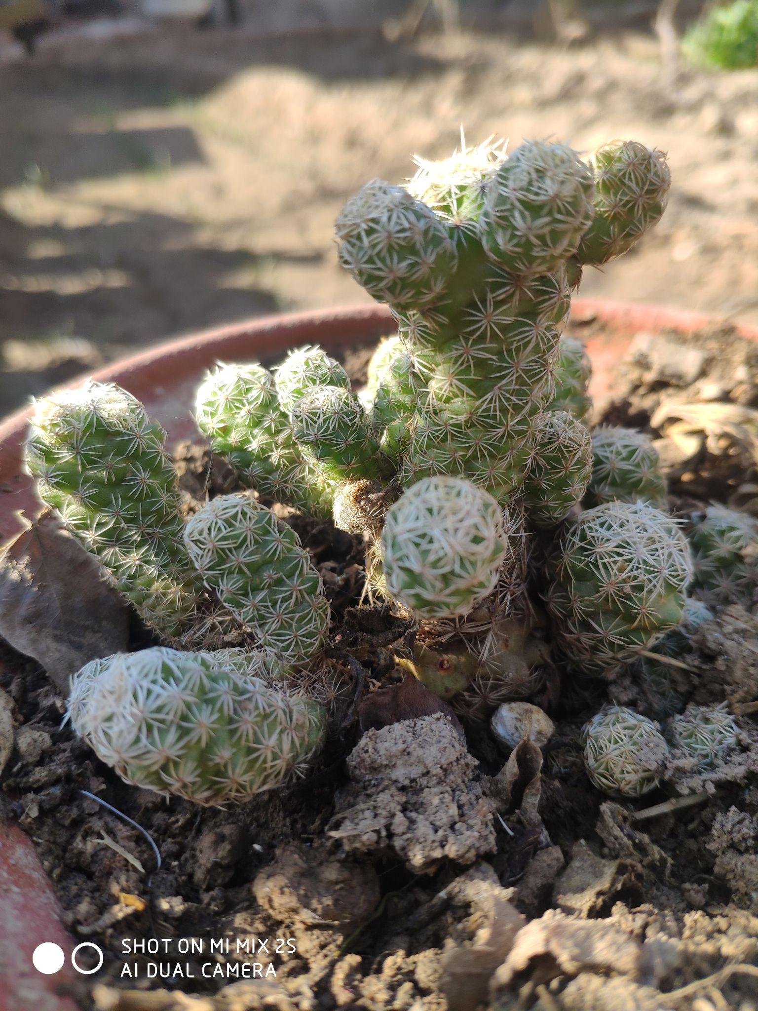 这银手指仙人球怎么啦? - 知乎