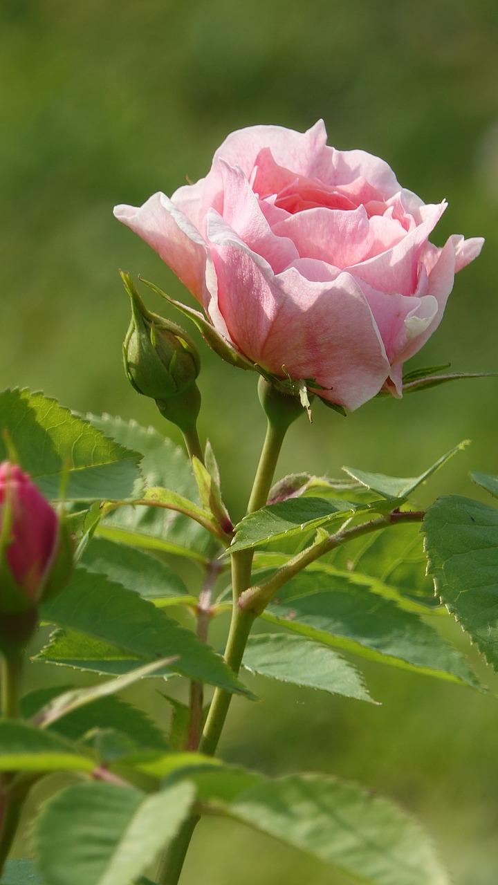 什么颜色跟浅紫色搭配