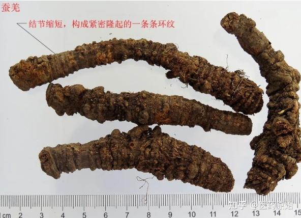 带你识别羌活 - 知乎