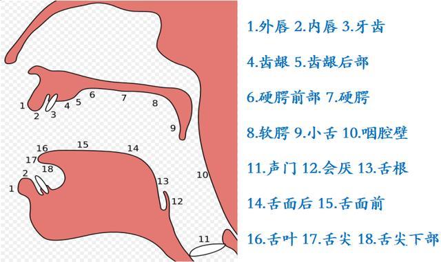 声乐发声口腔图图片