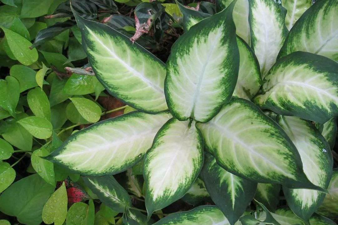 植物非试管高效快繁——花叶万年青- 知乎