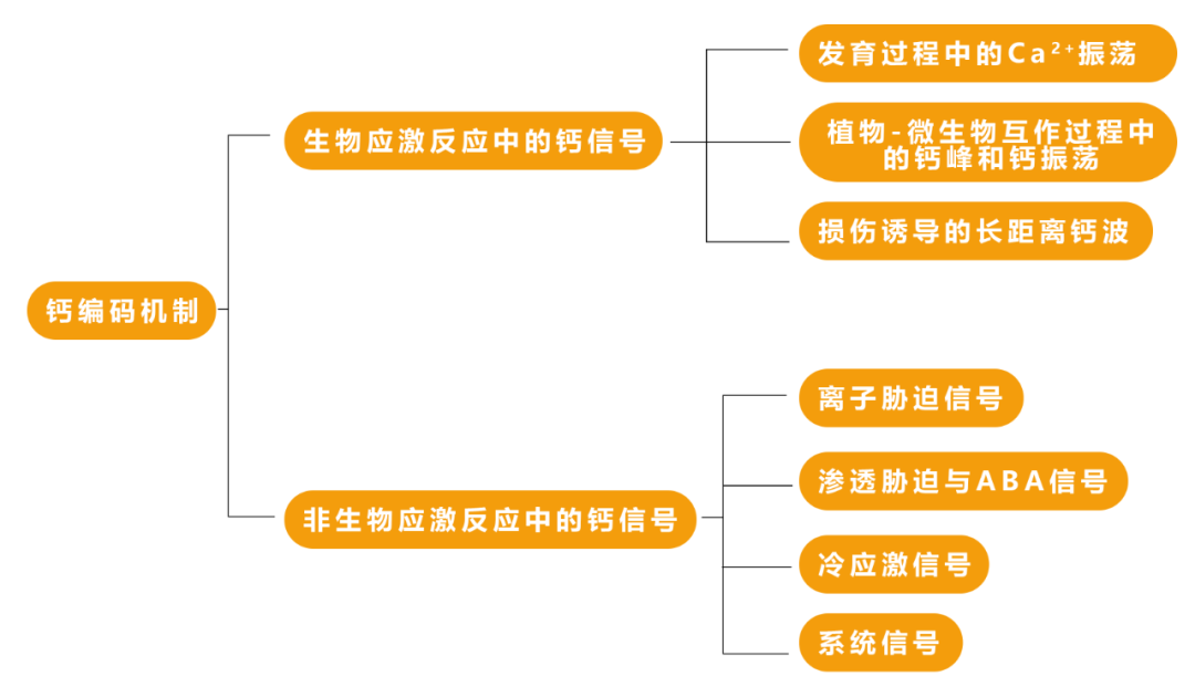 第二信使——钙离子(二) - 知乎