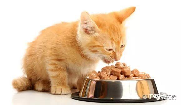 必读!猫咪营养需求和喂食建议的全面介绍 - 知乎