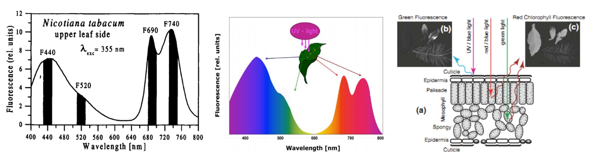 一文看懂如何选配适用的叶绿素荧光成像仪器 - 知乎