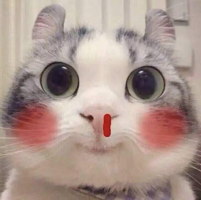 猫咪表情包合集1喵星人表情包猫表情包高清无水印