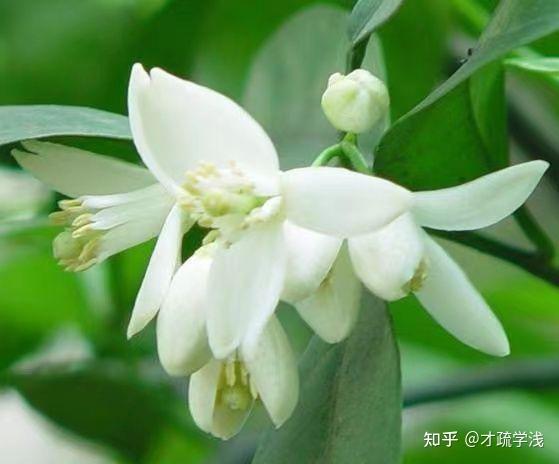 樱桃苦橙花油 - 知乎