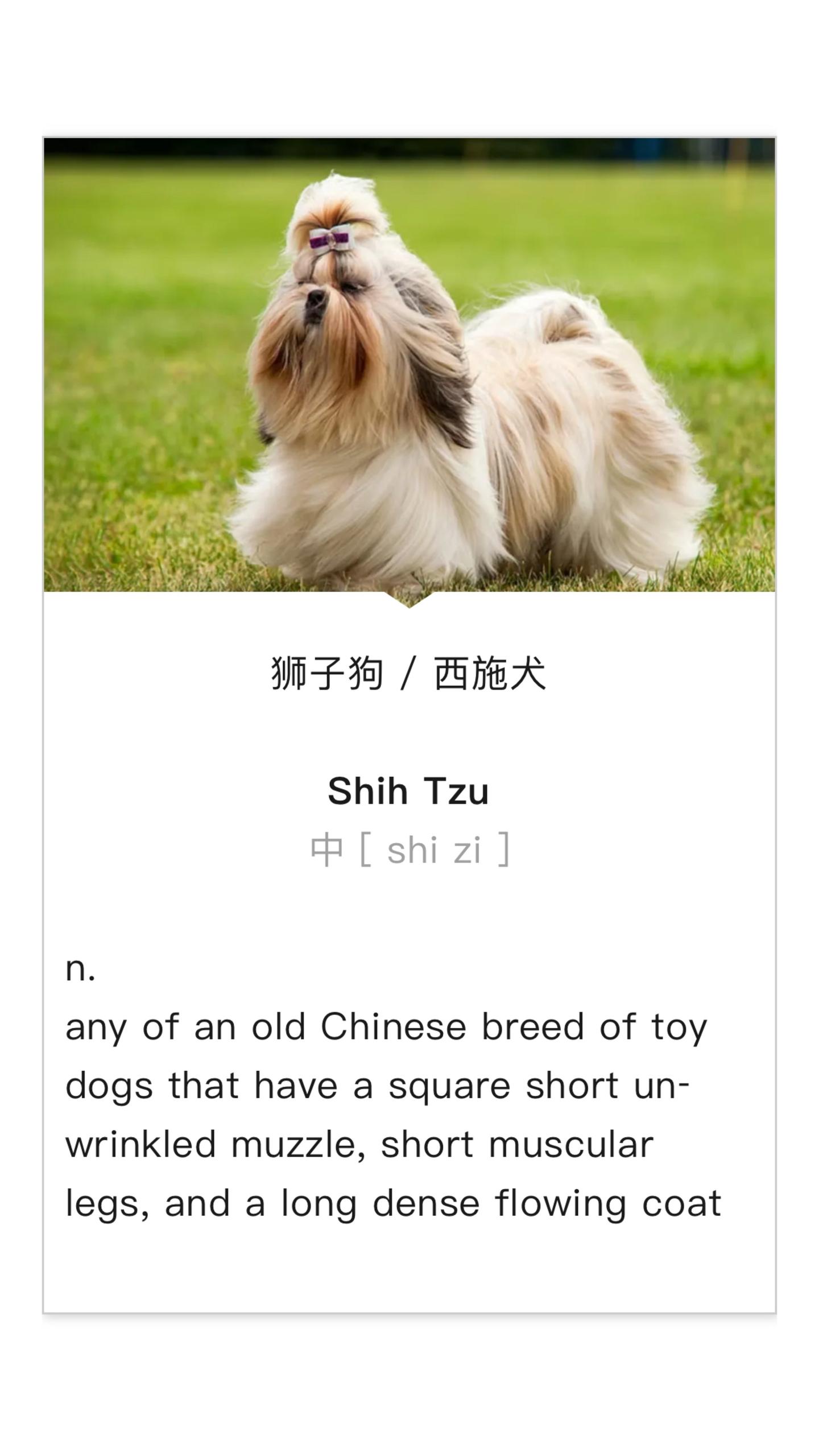 狗，还只会说“dog”？快来看看，这36个常见犬种 (dog breeds) 里，是否有你家小主？ - 知乎