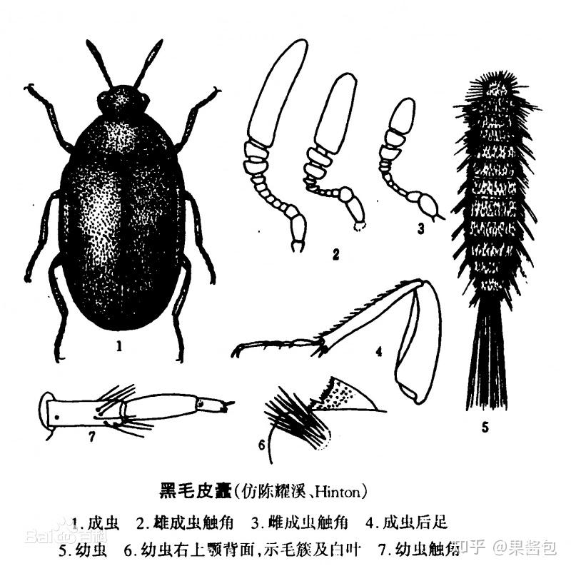 小黑虫图片名字图片