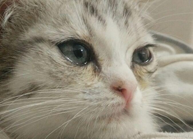 猫咪泪痕