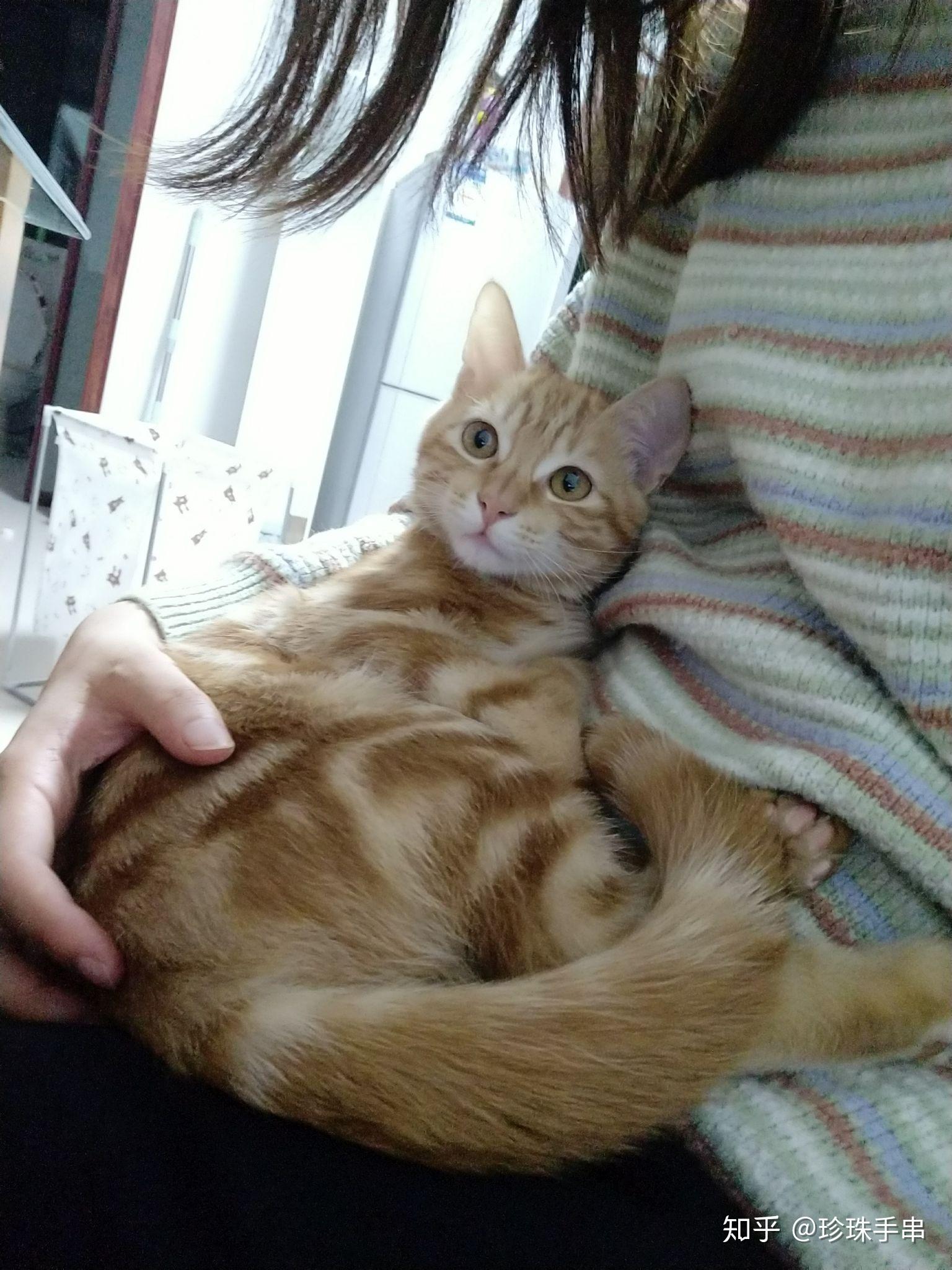 橘猫和美短的串? - 知乎