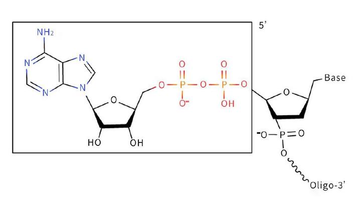 什么是5’-腺苷酸化修饰rApp? - 知乎