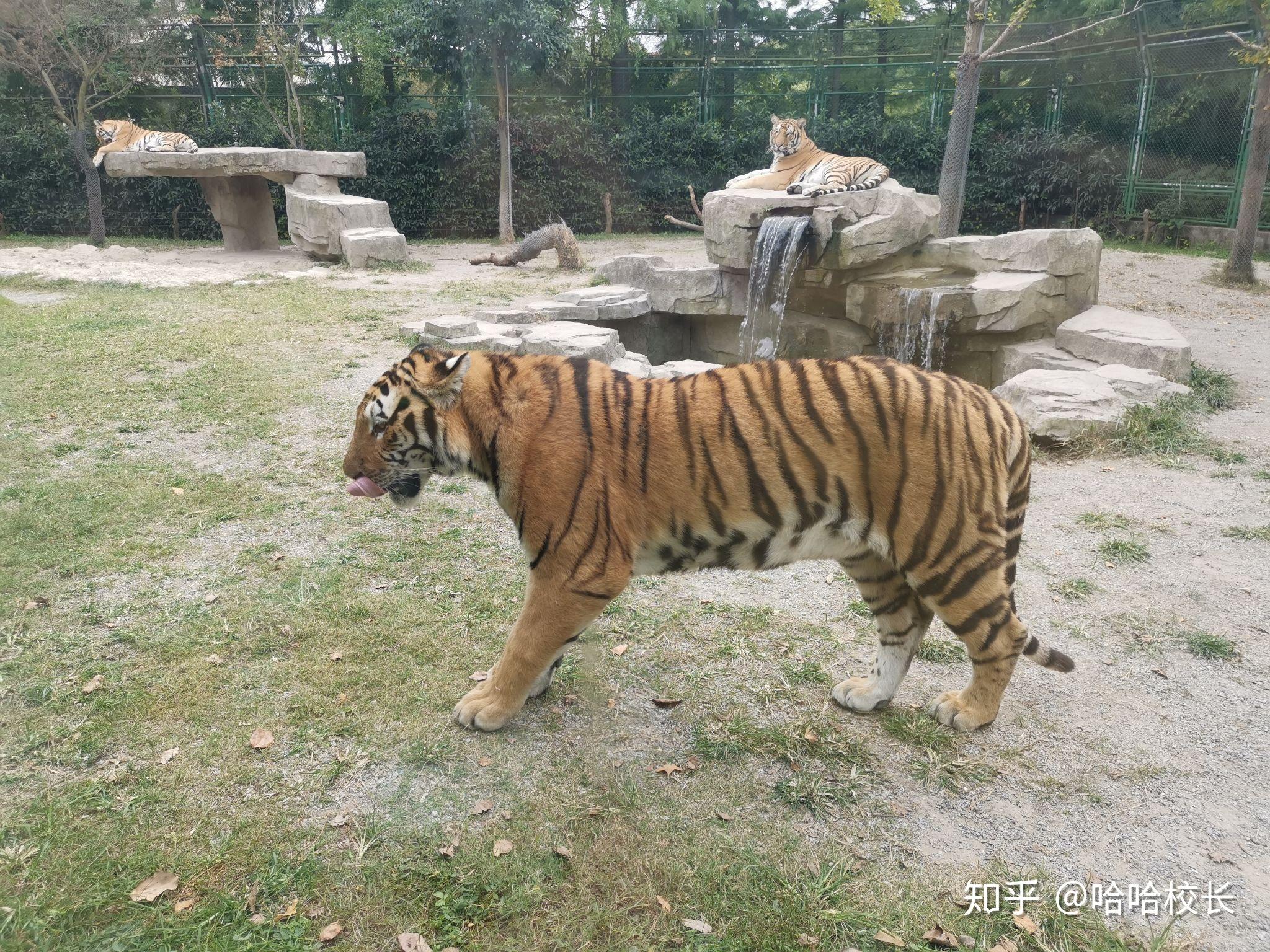 如何看待上海野生動物園飼養員實施作業時被熊攻擊不幸遇難一事類似