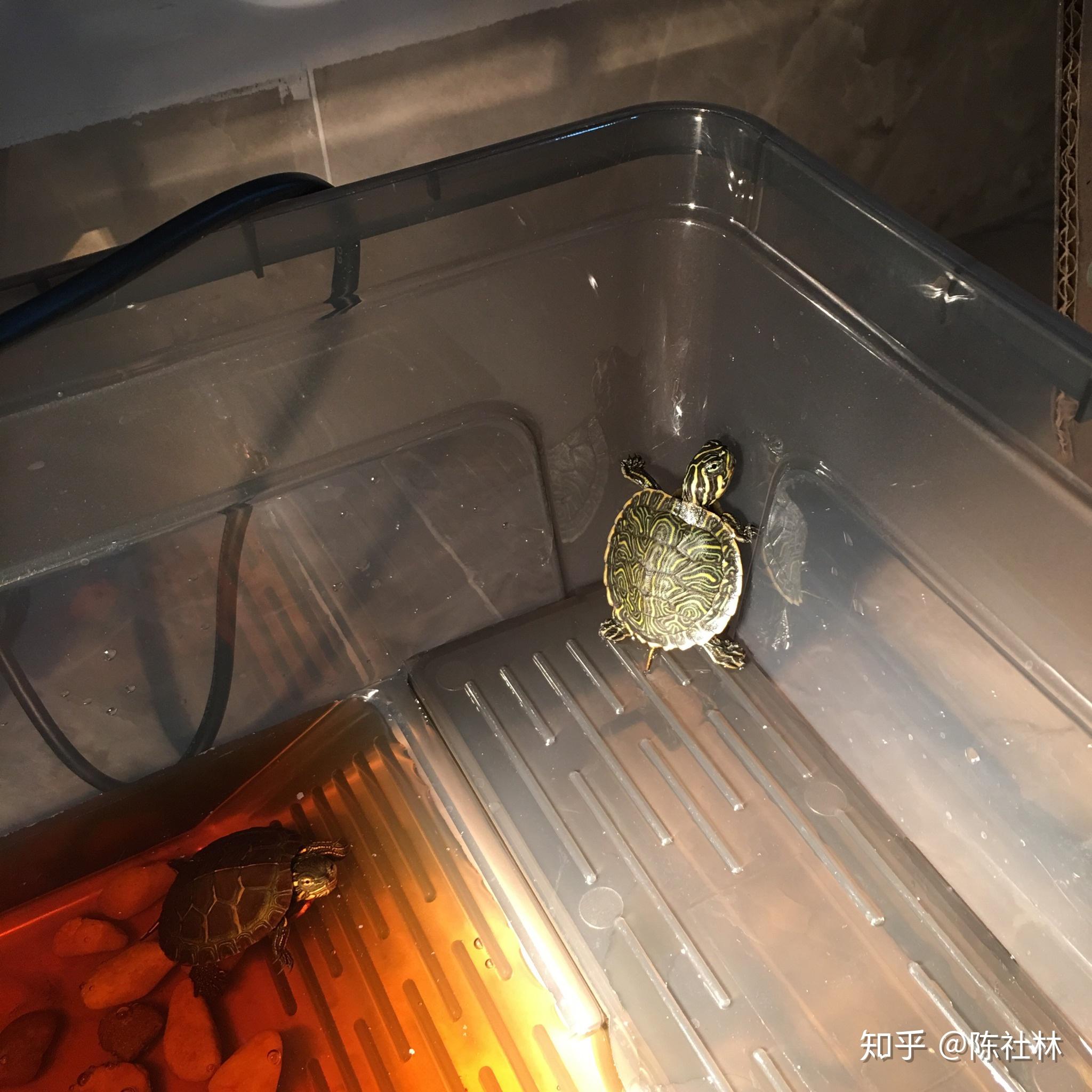 小池塘水边晒太阳的黑龟高清摄影大图-千库网