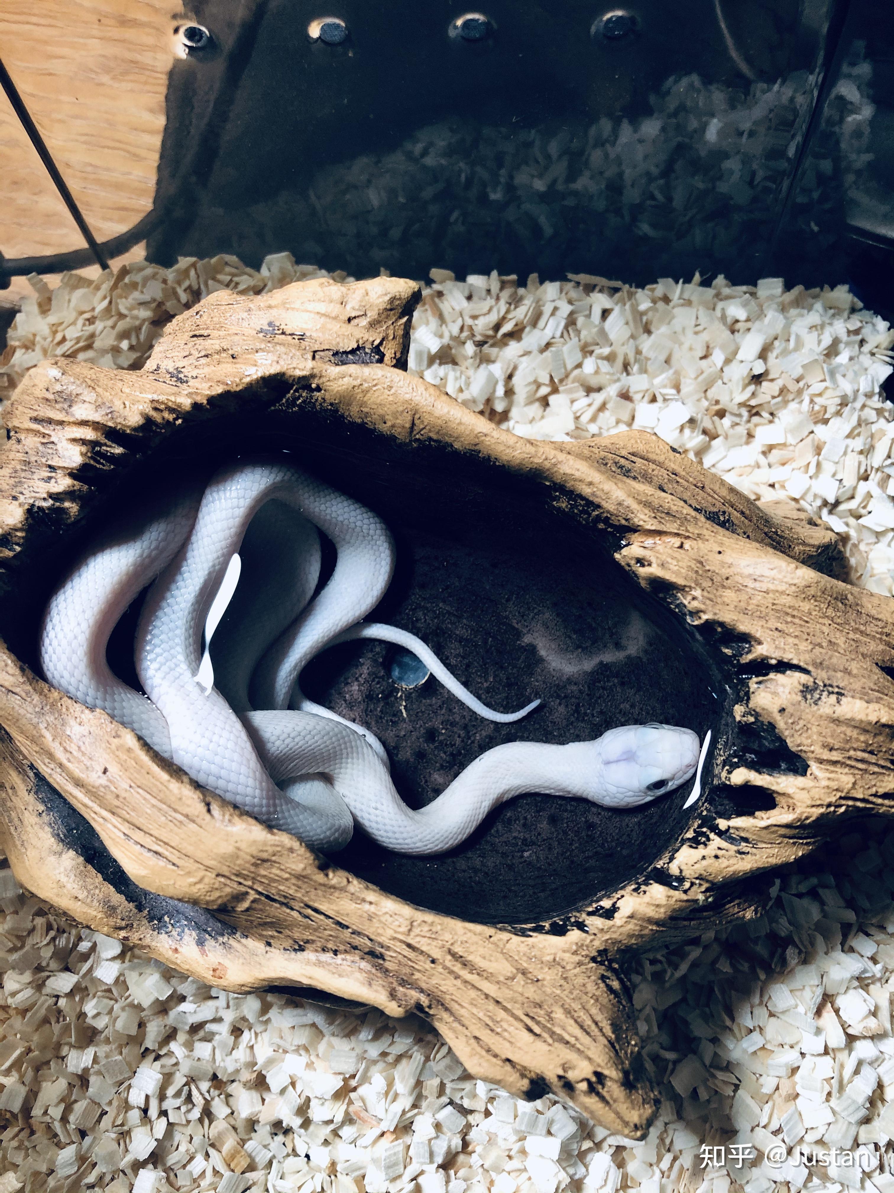 在哪里可以买到宠物玉米蛇? - 知乎