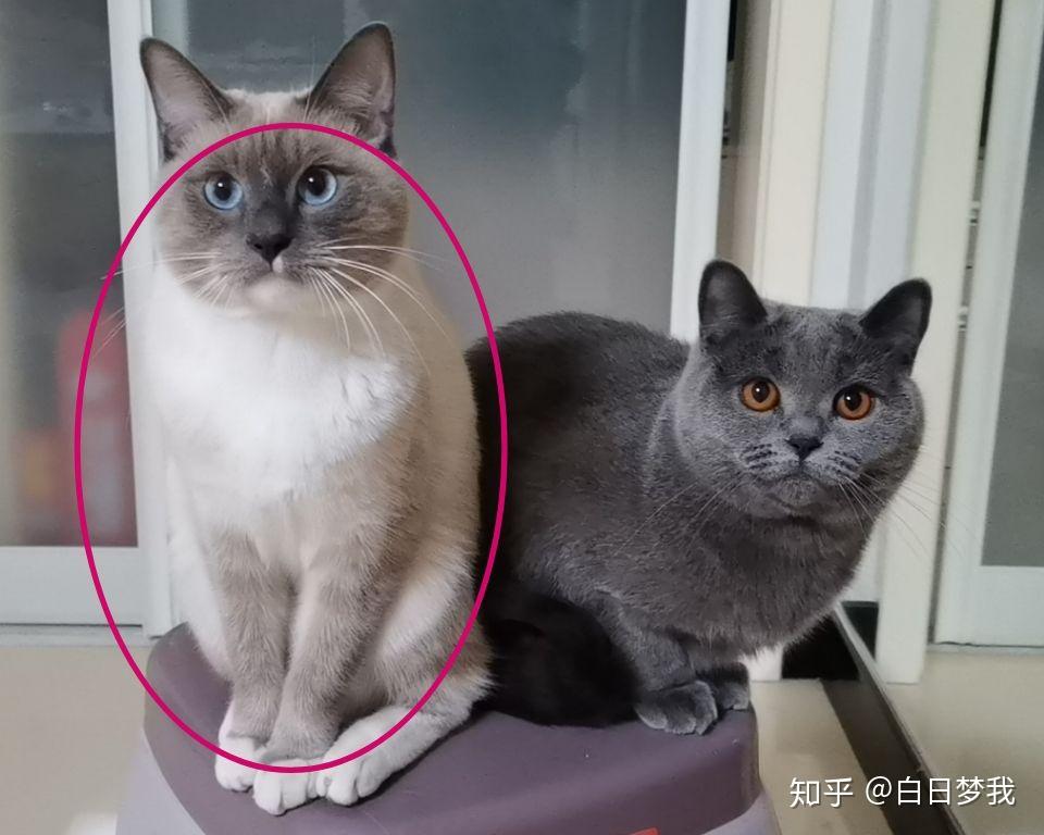 有人试过布偶猫和蓝猫配种的吗? - 知乎