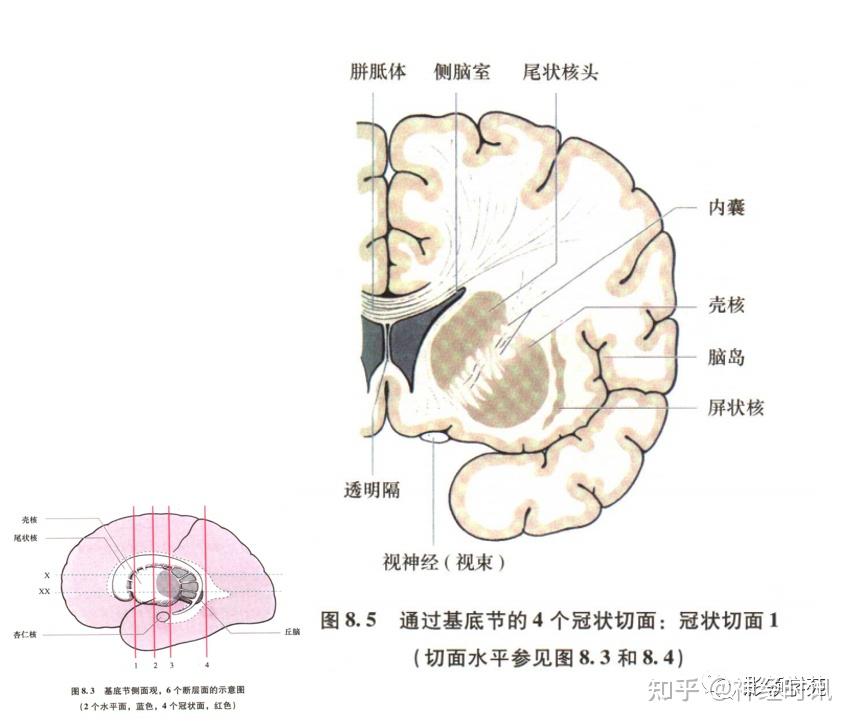 基底节内囊图片