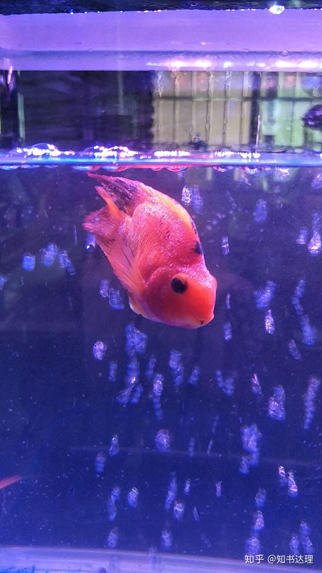 鹦鹉鱼身上有层白霜一样的东西