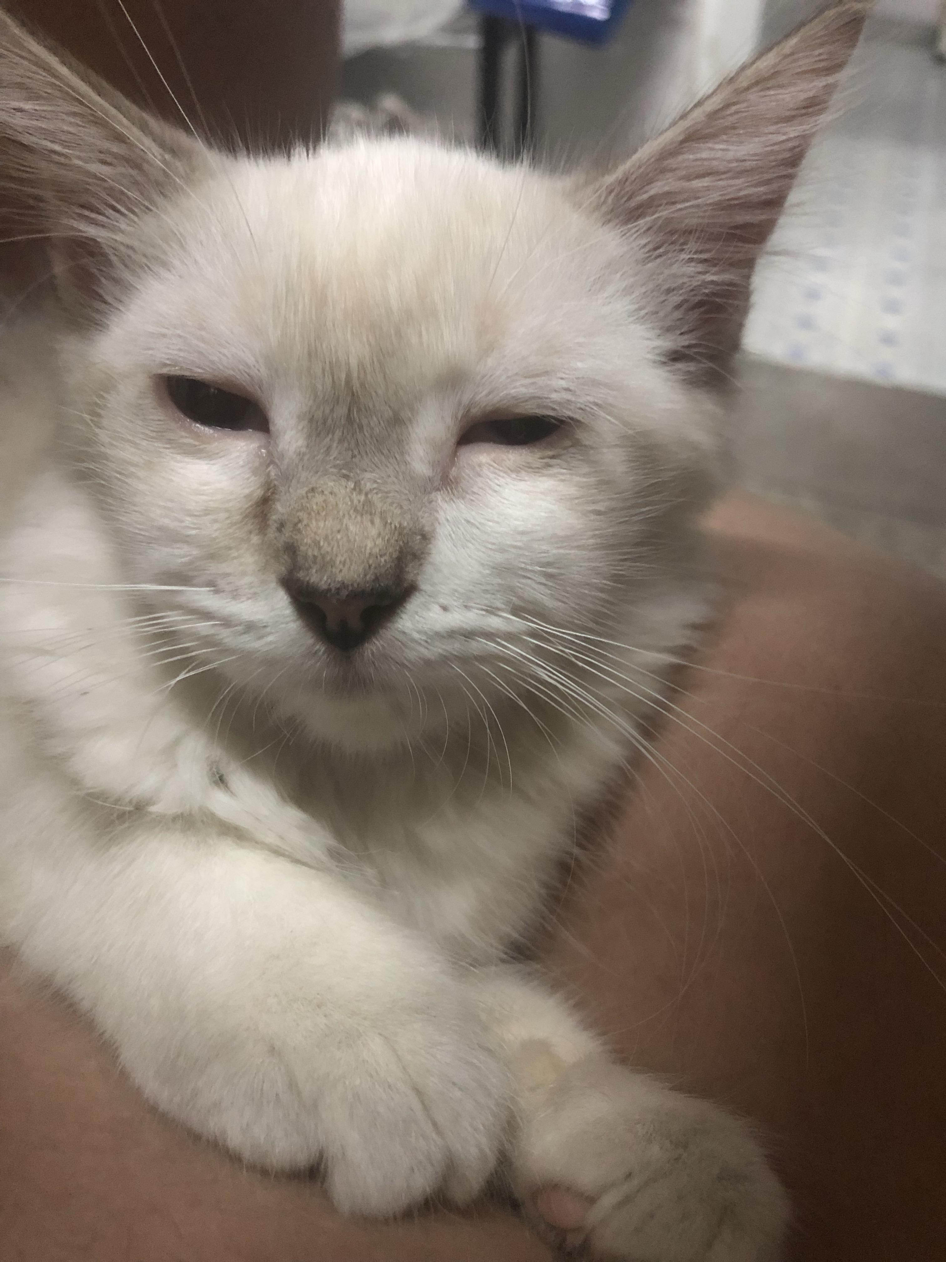 布偶猫能丑到什么程度