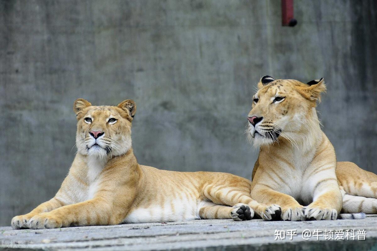 狮虎兽和虎狮兽打架谁厉害?