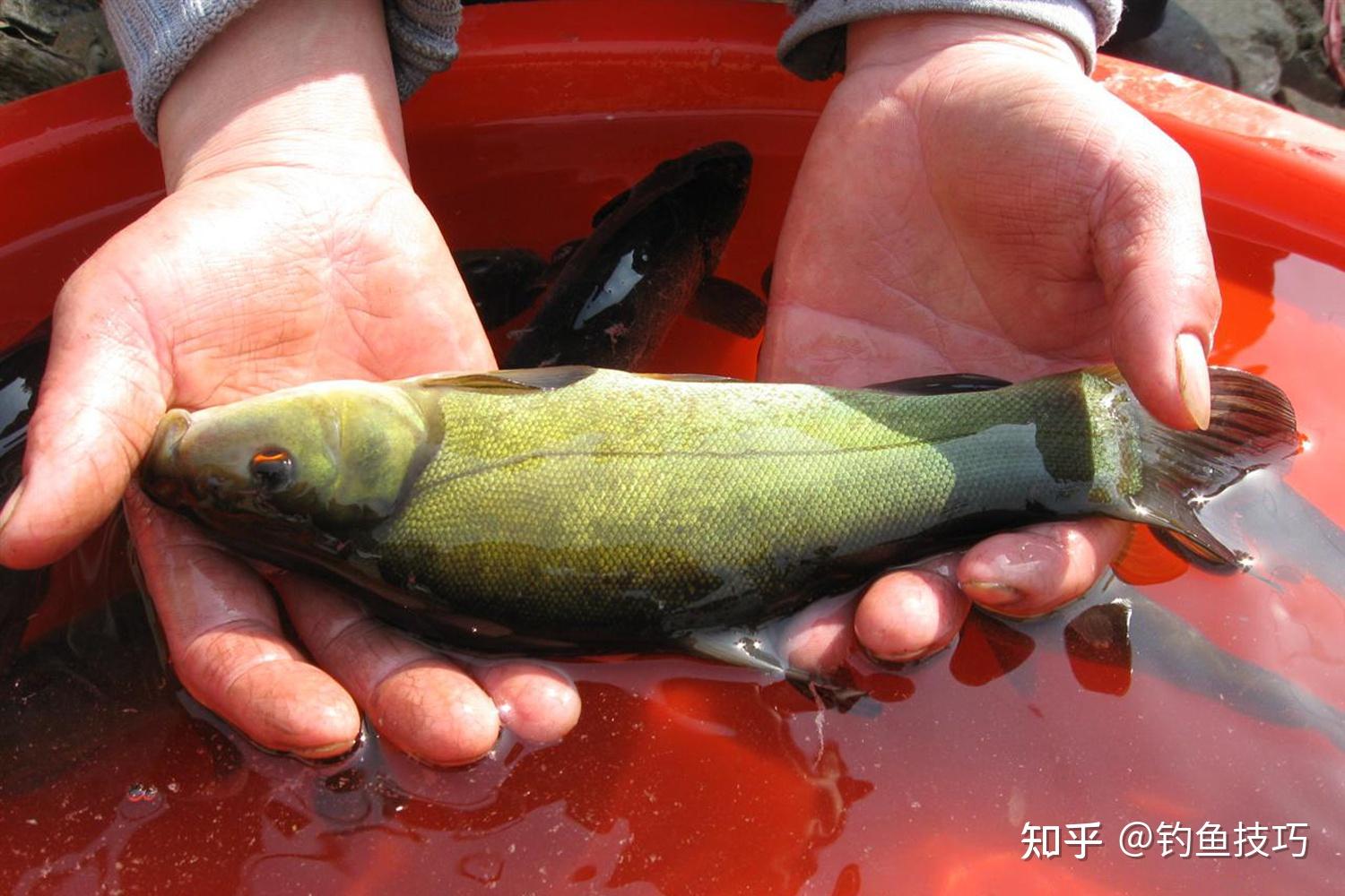 丁桂鱼如何钓?喜欢哪种味型的食物?丁桂鱼的摄食习性和垂钓方法 - 知乎