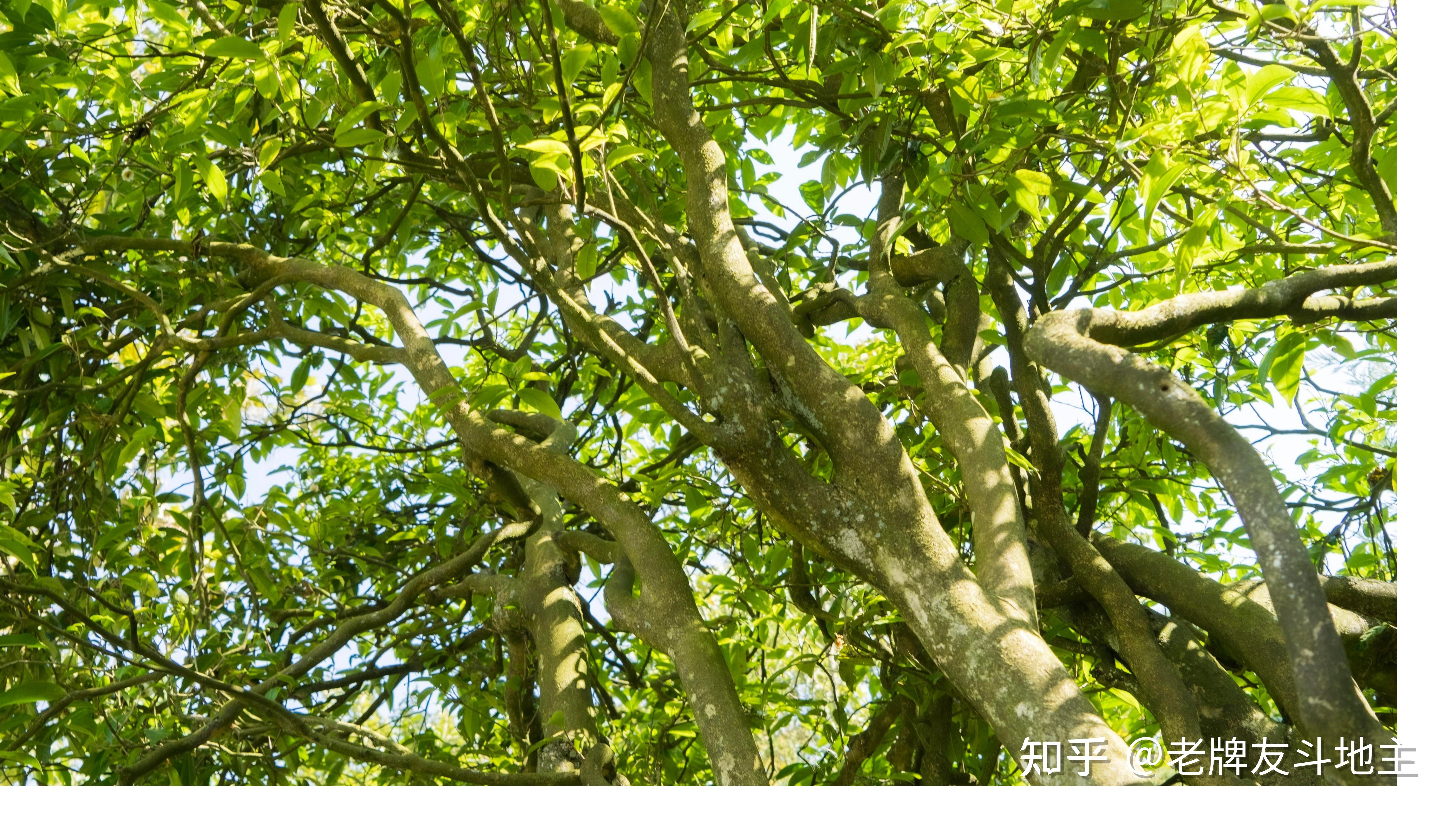 千年古茶,为你而采 - 知乎