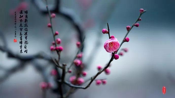 50幅梅花图,50首梅花诗!寒梅傲雪,孤高绝世! - 知乎