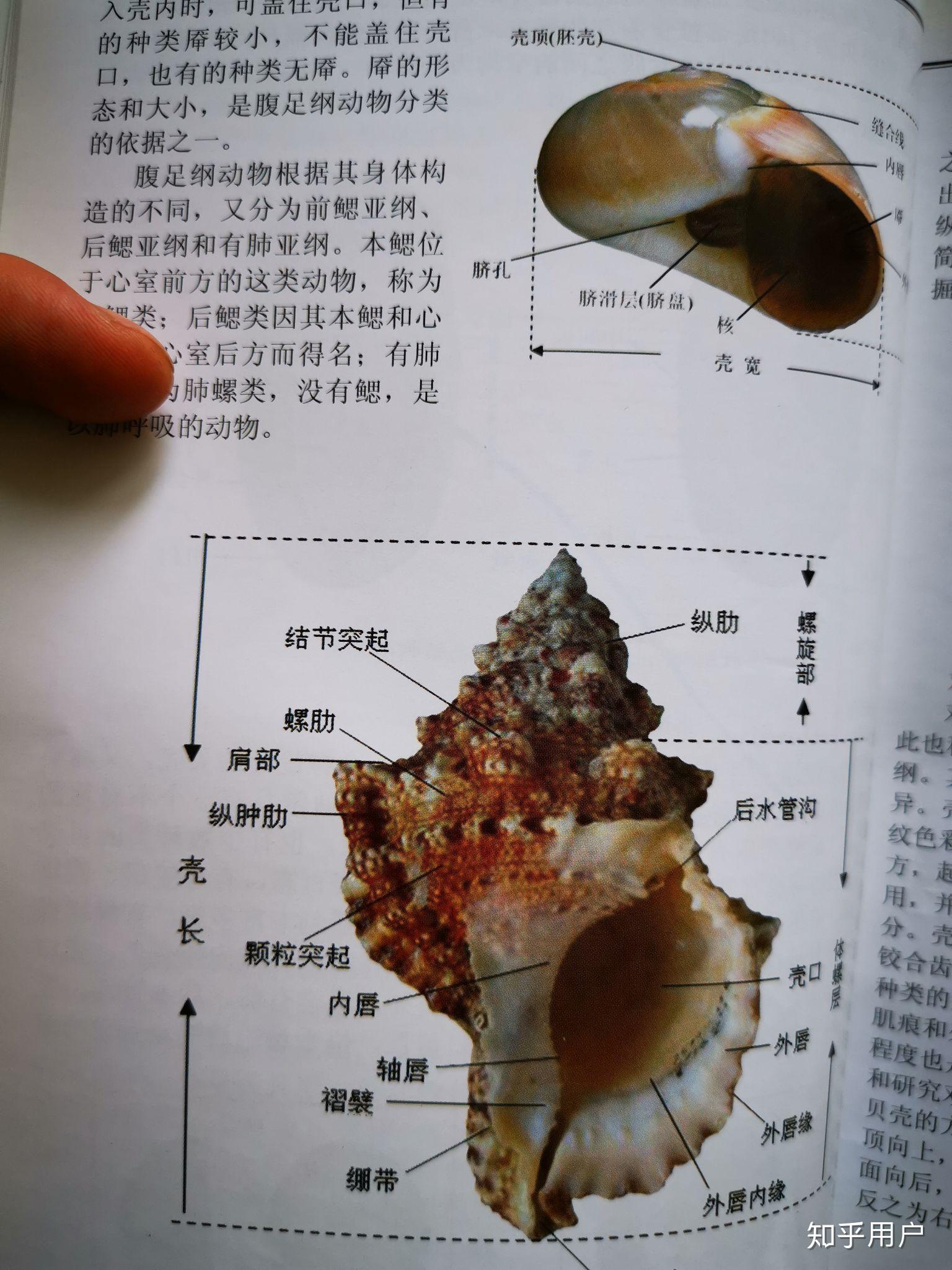 软体动物中瓣鳃纲与腹足纲,头足纲的主要区别?