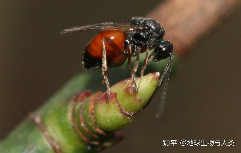【动物界全系列】寄生蜂下目—瘿蜂总科〈旗腹蜂总科〉 - 知乎