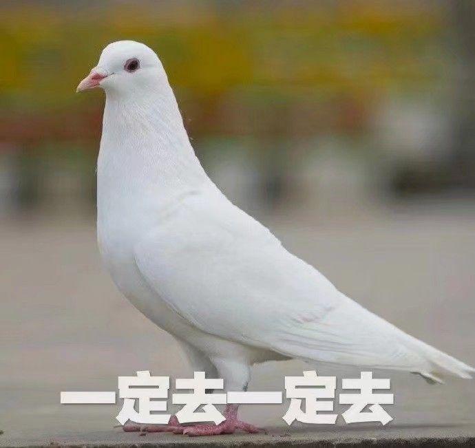 有什么沙雕表情包推荐