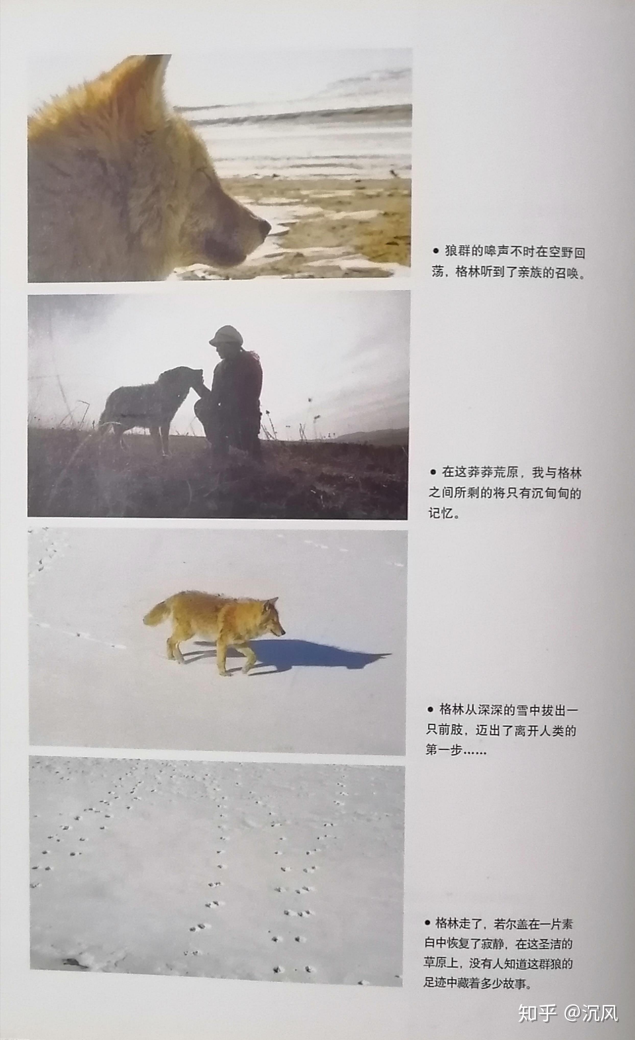 《重返狼群》书评 推荐 - 知乎