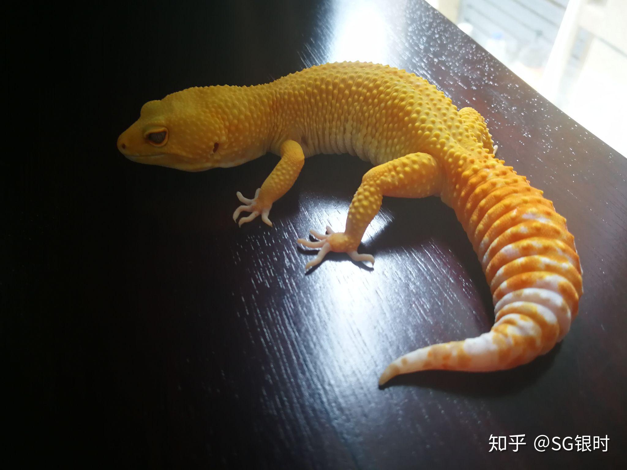 养爬宠是一种怎样的体验