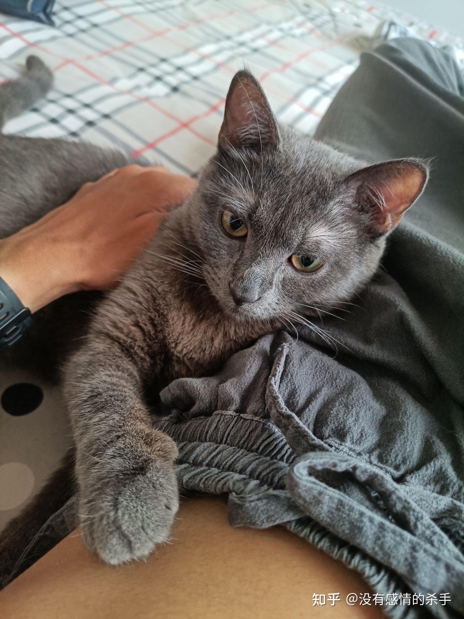 我家养了一只田园黑猫,母猫是英短蓝猫,他两结合会生出什么样的小崽崽