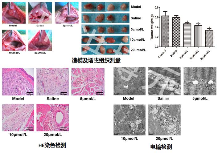 大鼠腹壁子宫内膜异位模型