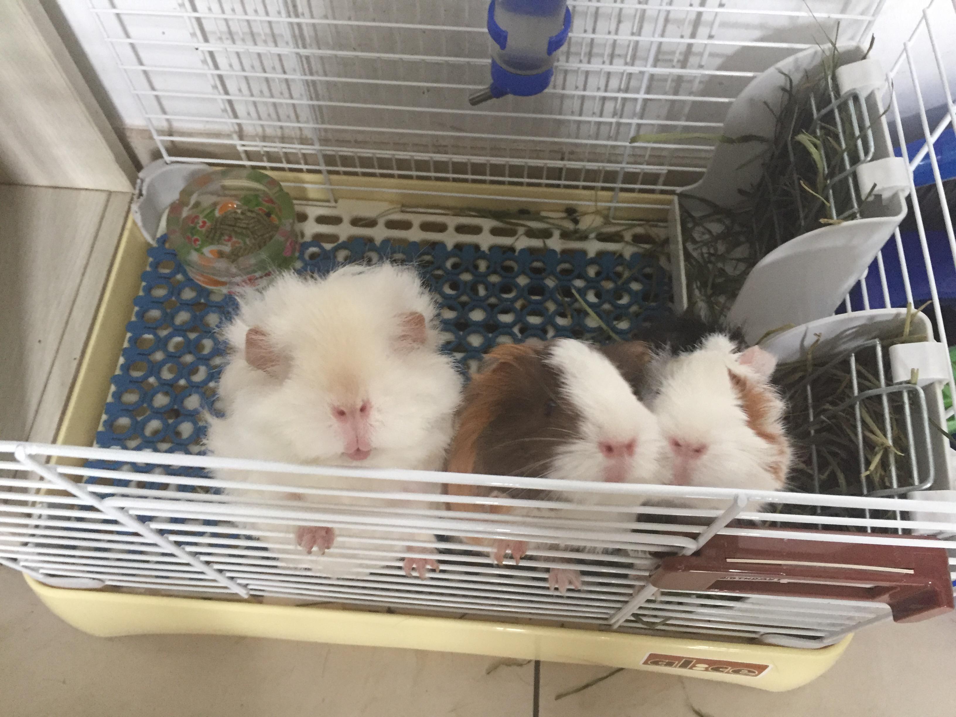 如何养好一只豚鼠（荷兰猪）？ - 知乎