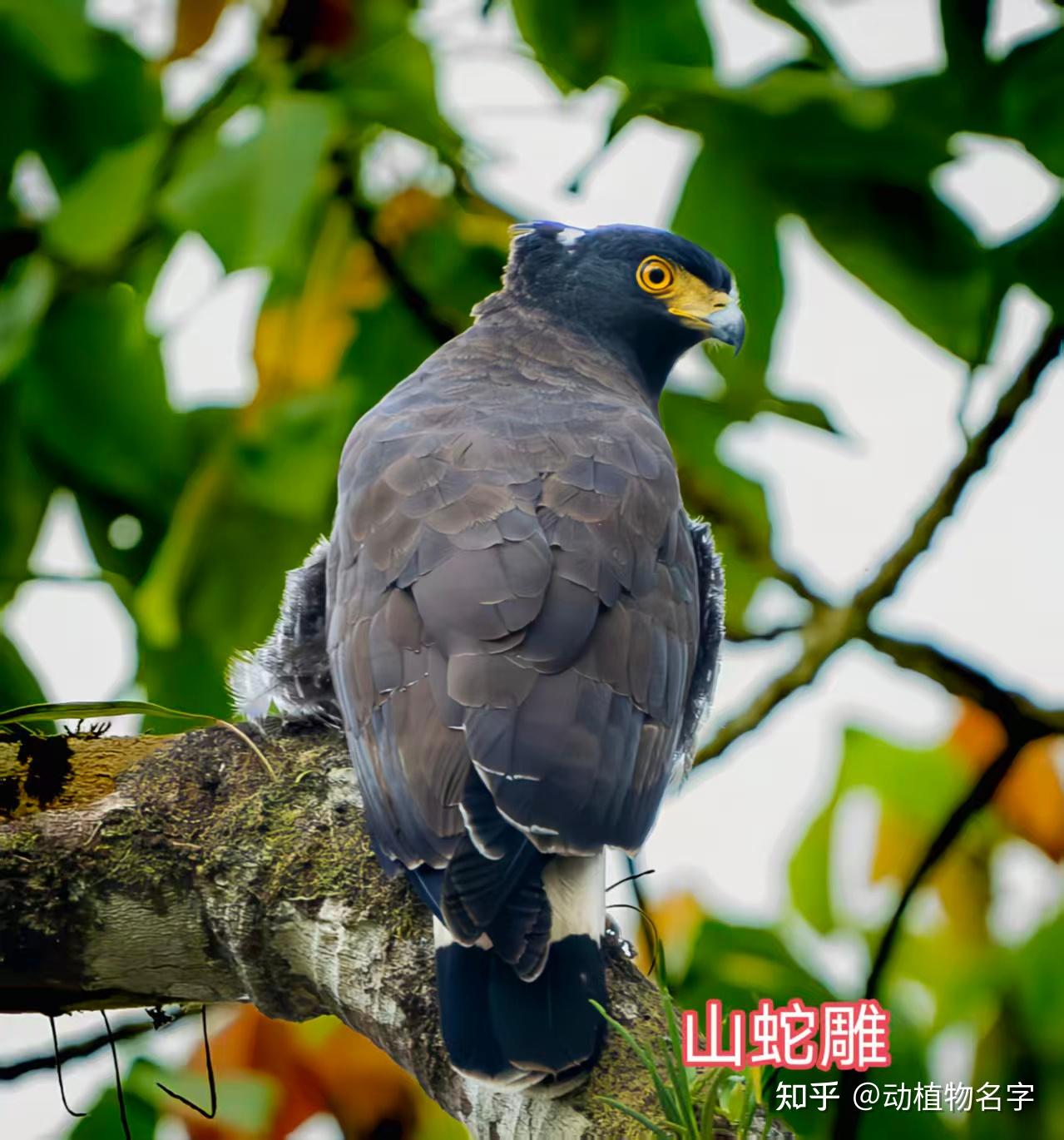 85图带您了解鹰科的鸟类,它们是苍穹之上的猛禽王者 - 知乎
