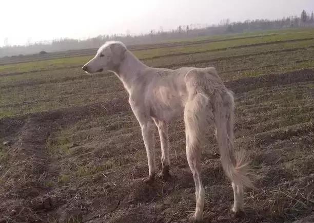 中国的本土狗，这几十种中华田园犬，个个都不输外国犬！ - 知乎