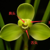 兰花哪个季节开花 各种兰花开花的时间 知乎