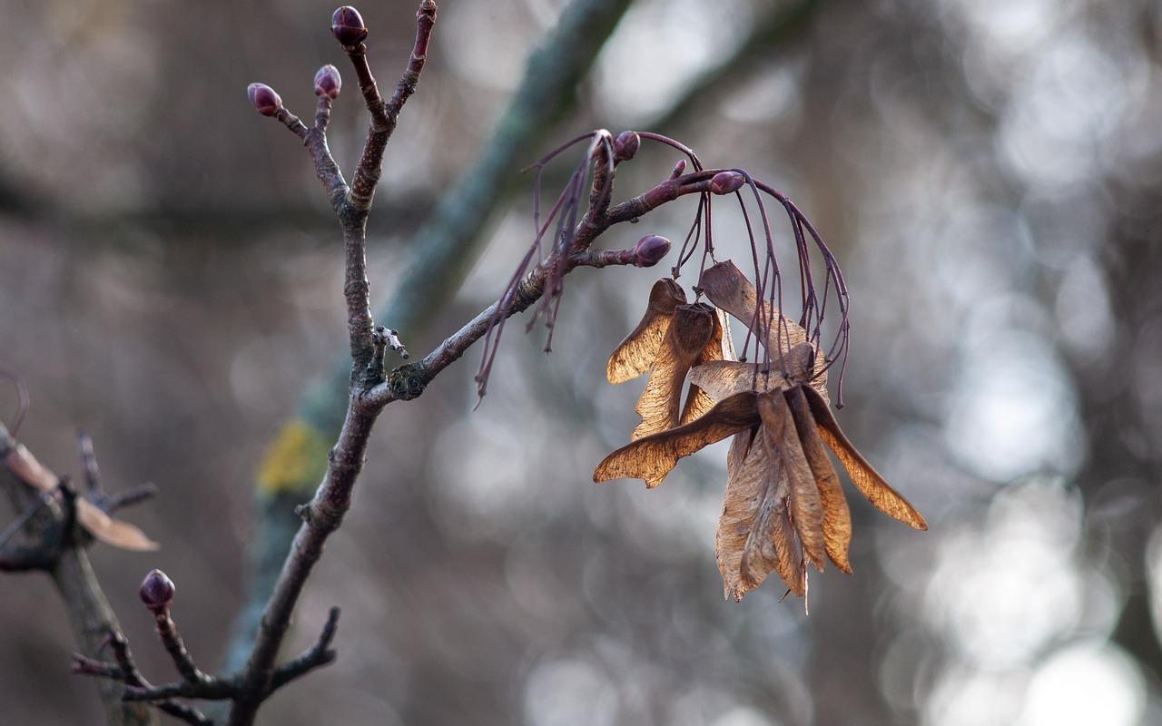 3. 叶形识别技巧