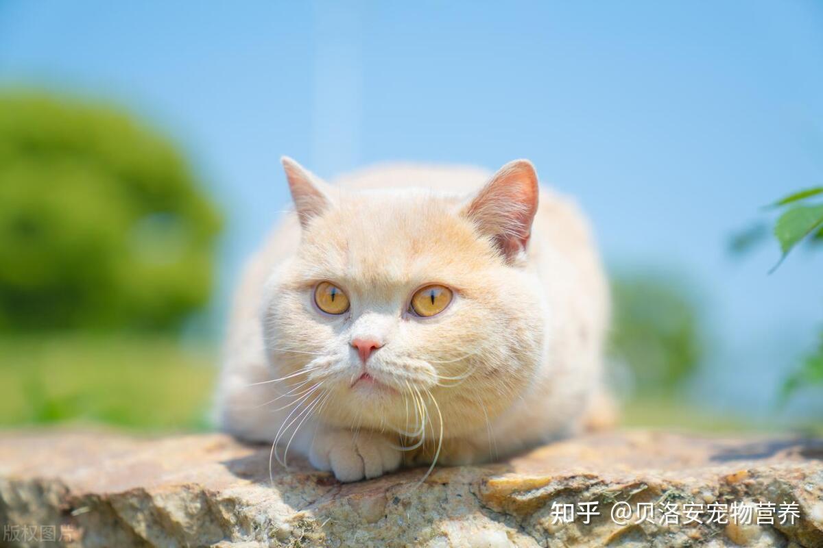 一天睡18个小时，猫咪为何睡觉时间这么长？ - 知乎