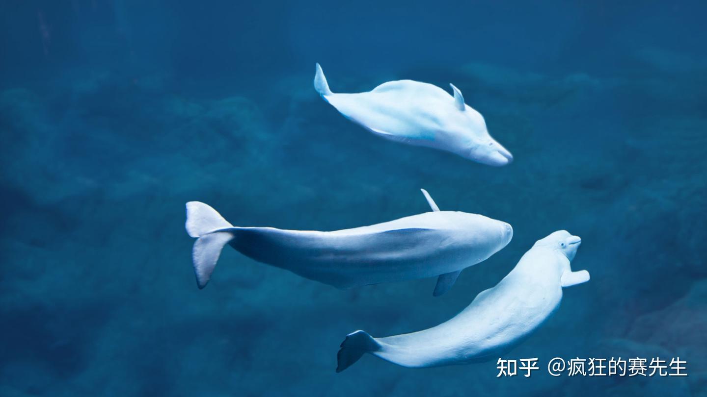 鲸鱼和海豚怎么睡觉？答案是：每次让一半大脑休息- 知乎