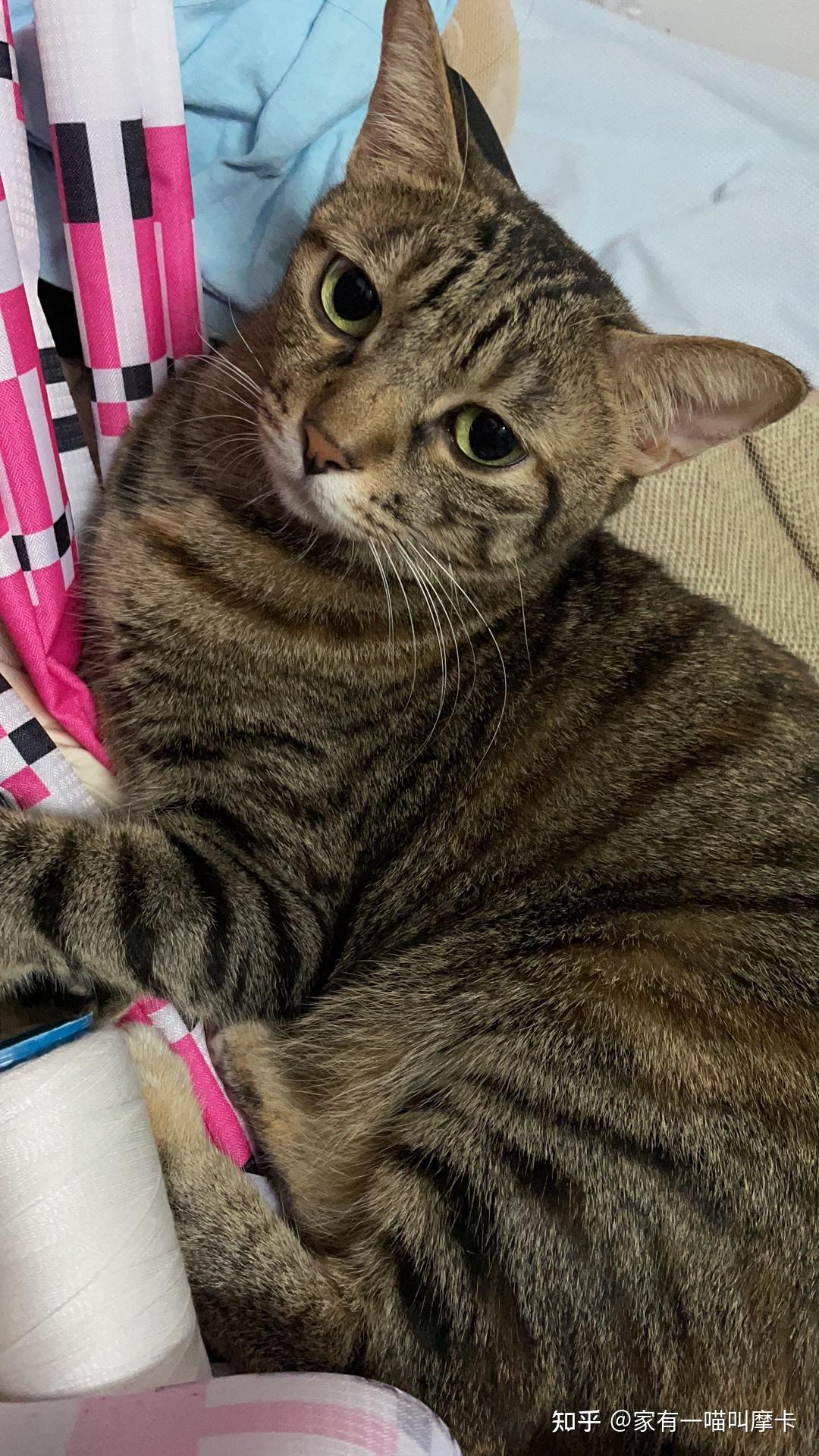 带小土猫去宠物医院很丢人吗