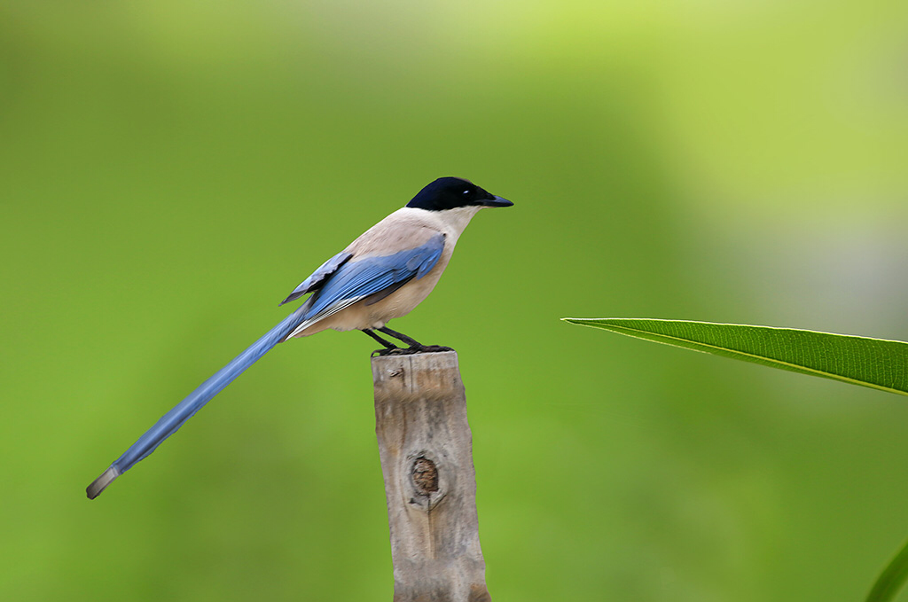这是什么 鸟? - 知乎