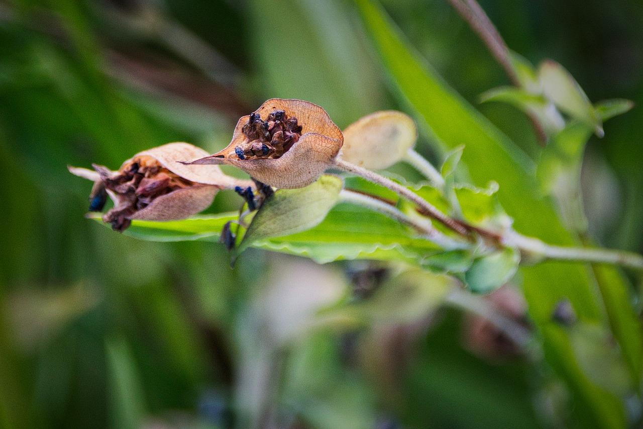 野花组合什么时候播种