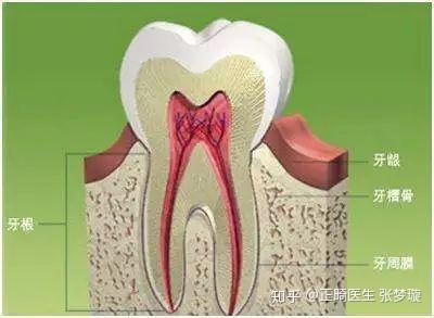 牙齿只剩牙根了,拔掉or留下?怎么处理? - 知乎