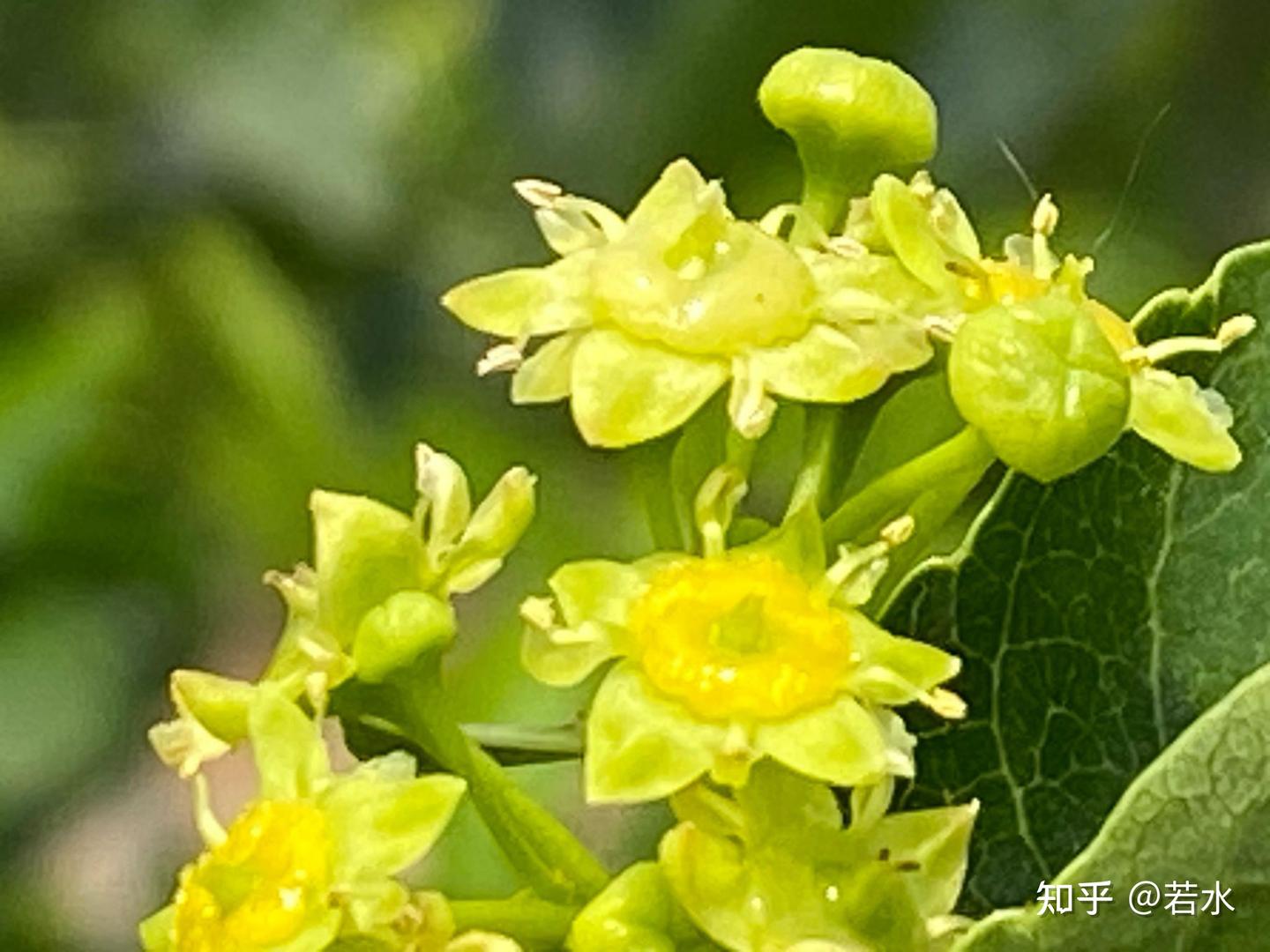 噗簌之间酿新蜜 枣花 - 知乎