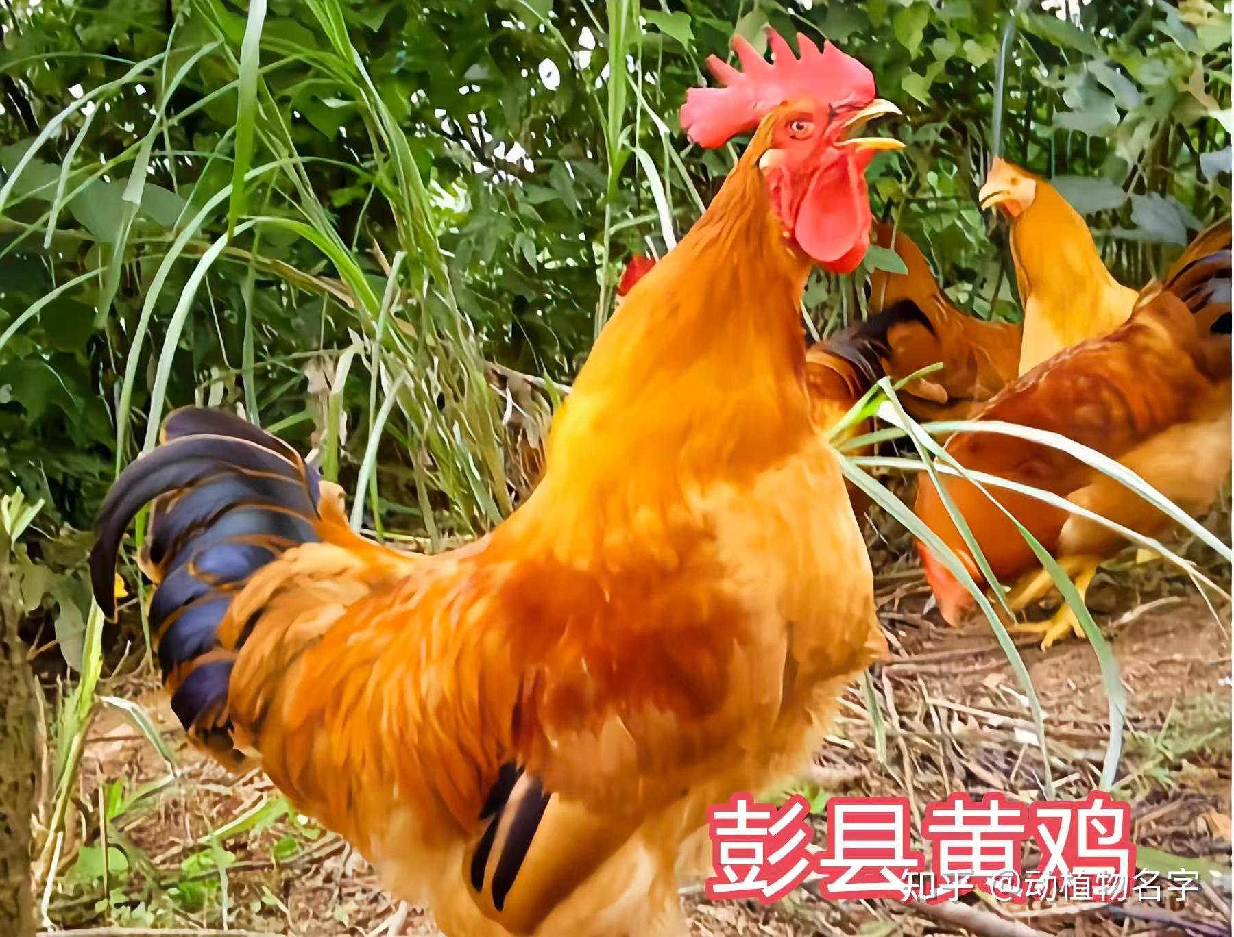 98图带你走进家鸡的世界,家鸡大全第二篇 - 知乎