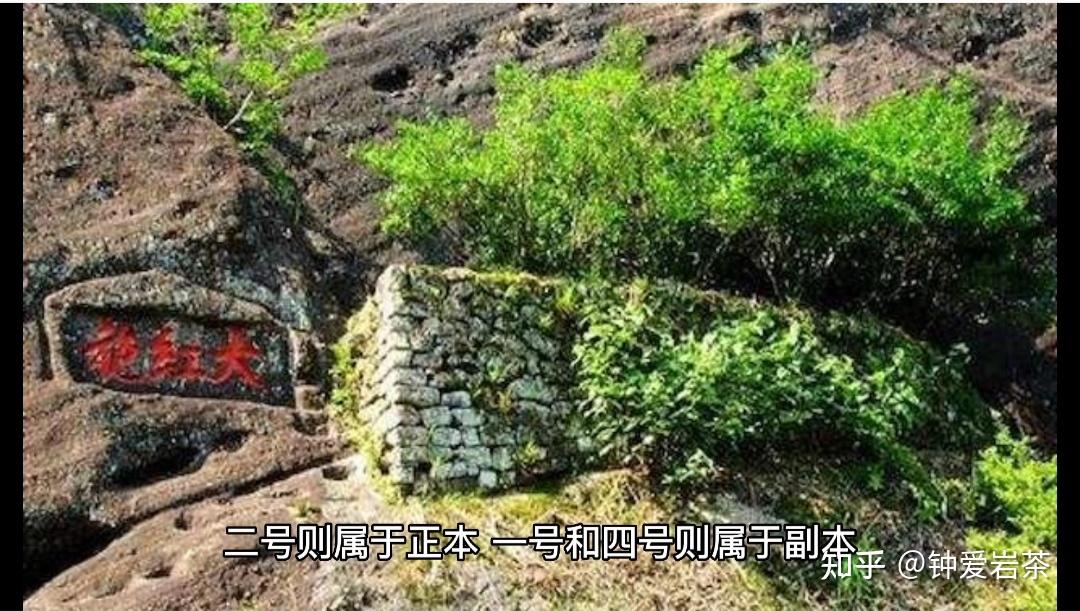 大红袍母树三棵六株，多出来的三株是哪里来的？ - 知乎